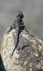 Laudakia vulgaris