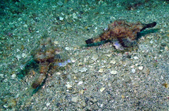 Eurypegasus draconis