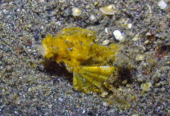 Eurypegasus draconis