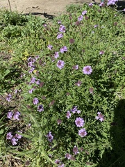 Verbena pulchella