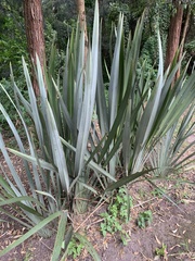 Furcraea andina