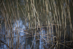 Phragmites australis
