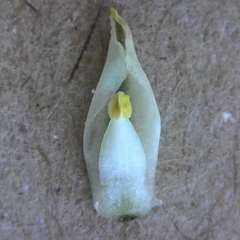 Eriospermum multifidum