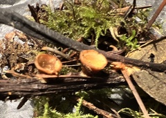Nidulariaceae