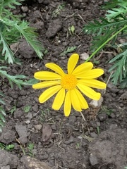 Euryops chrysanthemoides