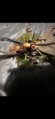 Nidulariaceae