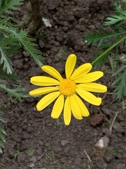 Euryops chrysanthemoides
