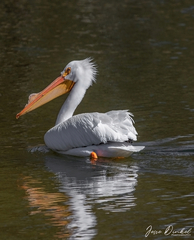 Pelecanus erythrorhynchos