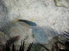 Chrysiptera unimaculata