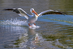Pelecanus erythrorhynchos