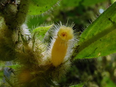 Columnea consanguinea
