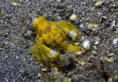 Eurypegasus draconis