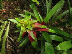 Guzmania squarrosa