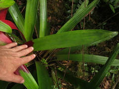 Guzmania squarrosa