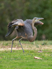 Ardea herodias