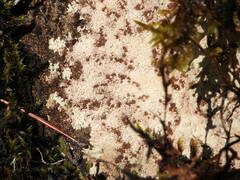 Placopsis fusciduloides