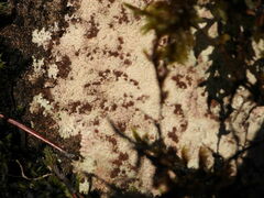 Placopsis fusciduloides