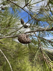 Pinus brutia