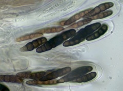 Splanchnonema platani