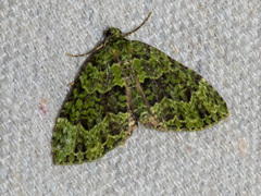 Austrocidaria erasta