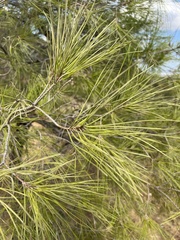 Pinus brutia