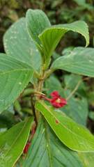 Glossoloma ichthyoderma