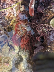 Cribrinopsis albopunctata