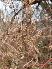 Perilla frutescens
