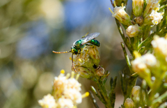Callistochlora chloris