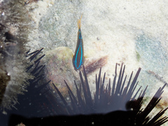 Chrysiptera unimaculata