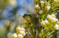 Callistochlora chloris
