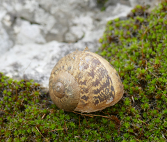 Cornu aspersum