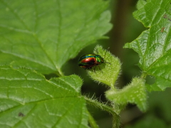 Chrysolina fastuosa
