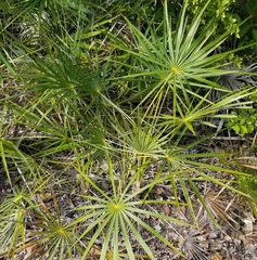 Coccothrinax argentata