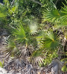 Coccothrinax argentata