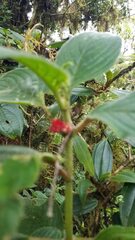 Glossoloma ichthyoderma