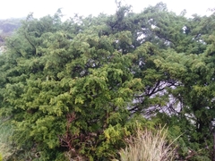 Juniperus brevifolia