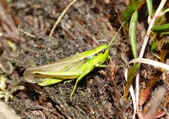 Mecostethus parapleurus