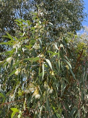 Eucalyptus camaldulensis