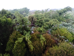 Juniperus brevifolia