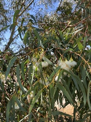 Eucalyptus camaldulensis