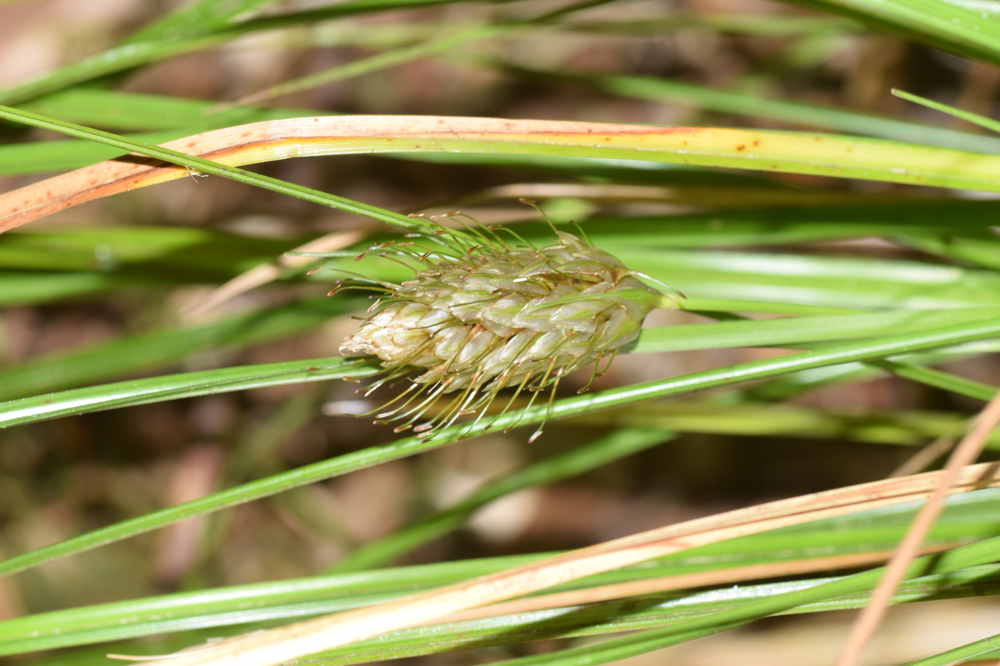 Carex dolichophylla