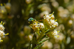 Callistochlora chloris
