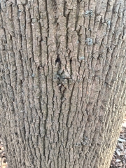 Liriodendron tulipifera