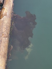 Saccharina latissima
