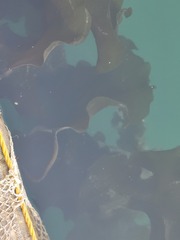 Saccharina latissima