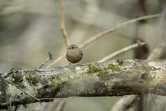 Troglodytes hiemalis