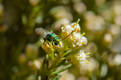 Callistochlora chloris