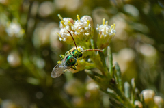Callistochlora chloris