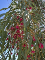 Eucalyptus camaldulensis